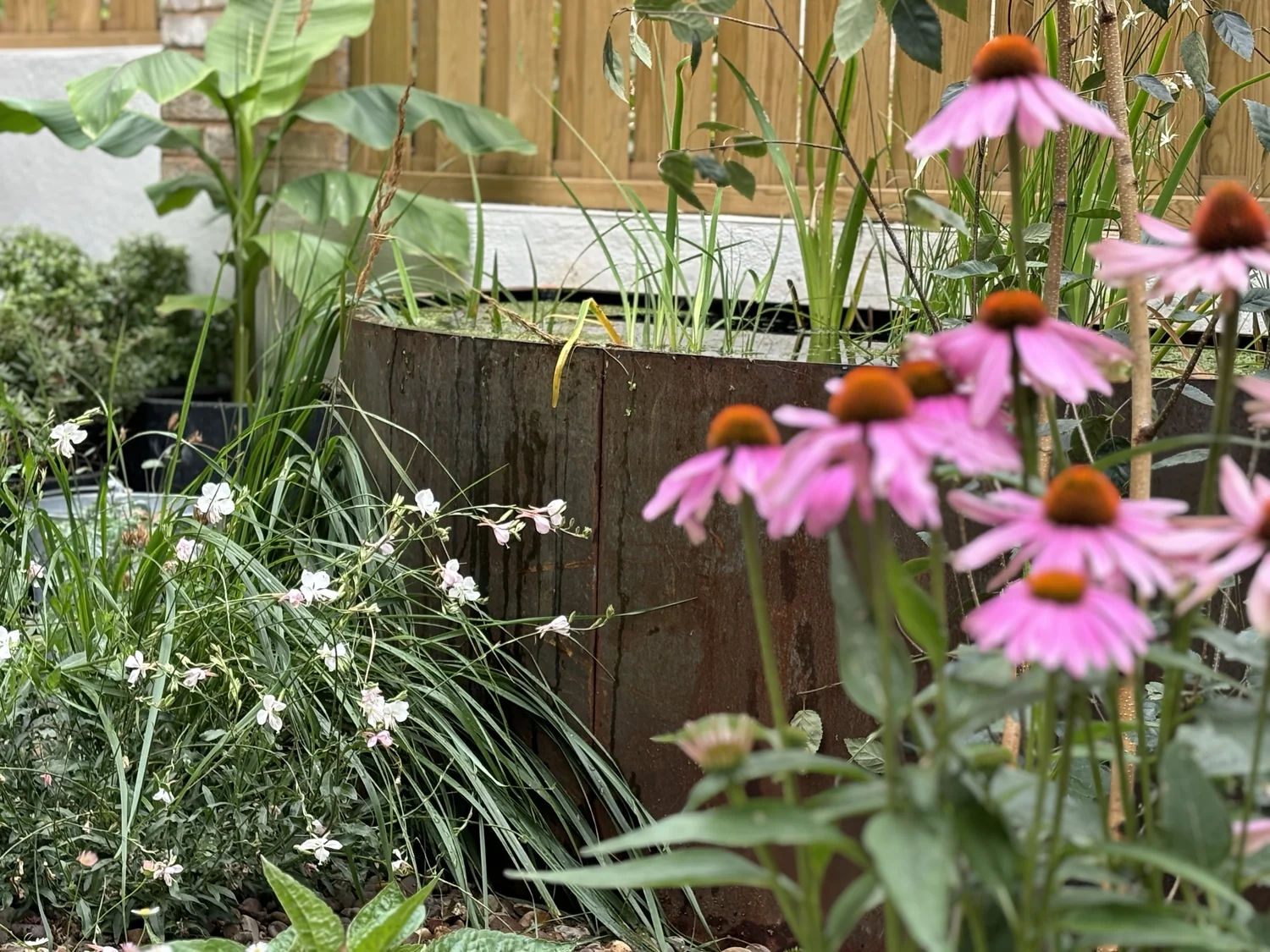 Corten pond, Echinacea and grasses in Crystal Palace