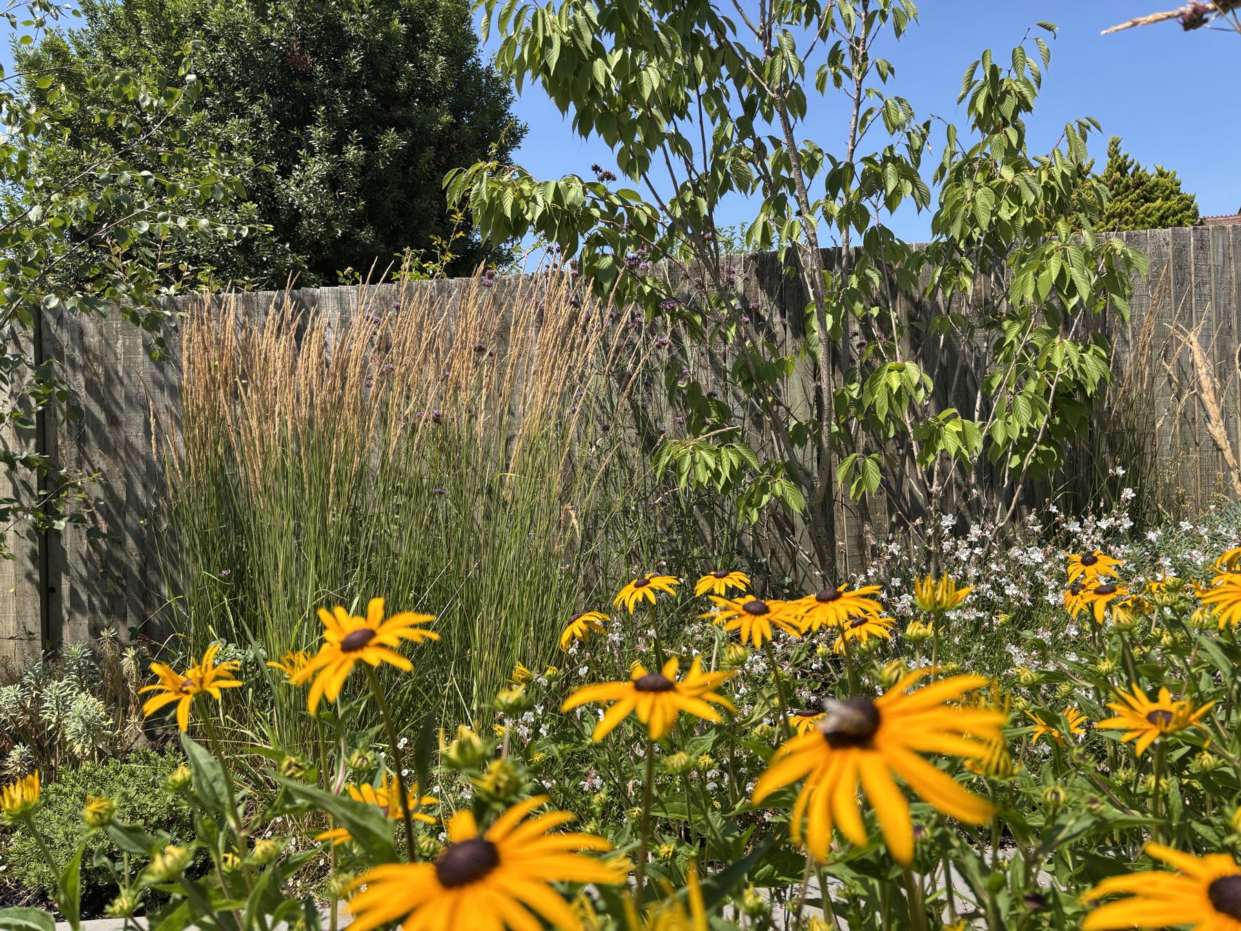 Rudbeckia and grasses in late summer