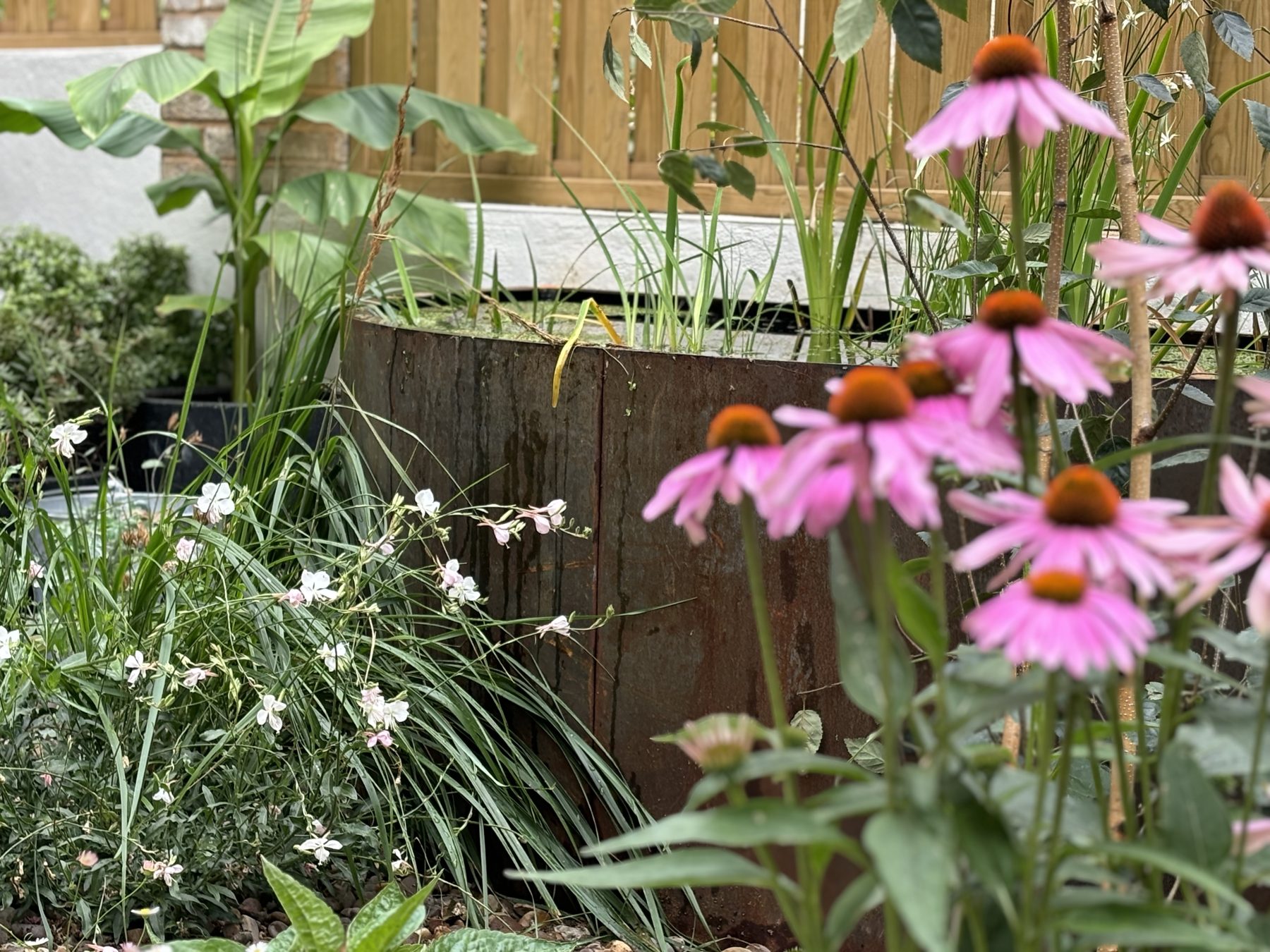Corten wildlife pond with Echinacea and grasses