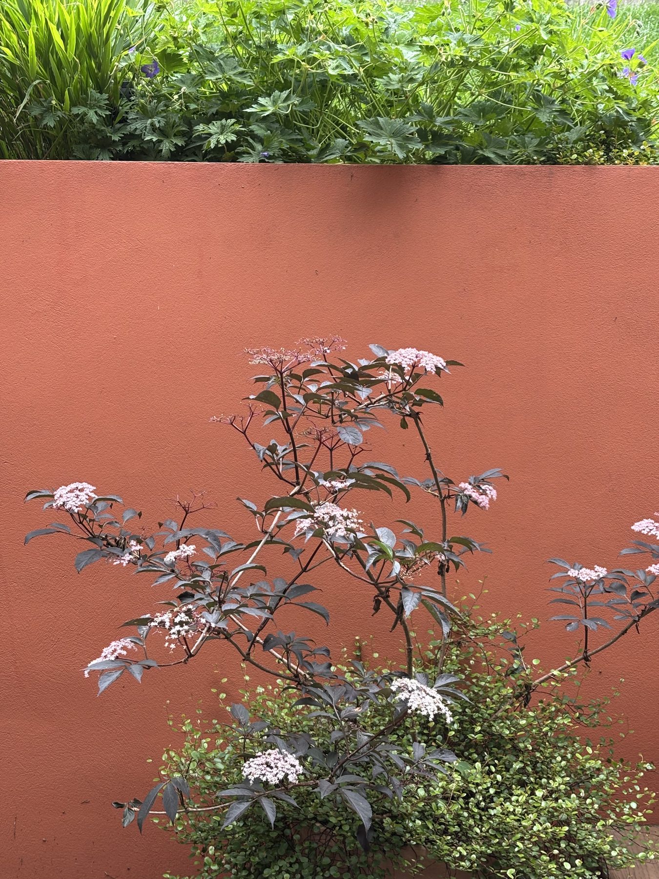 Dark-leaved elder in flower against the terracotta rendered wall