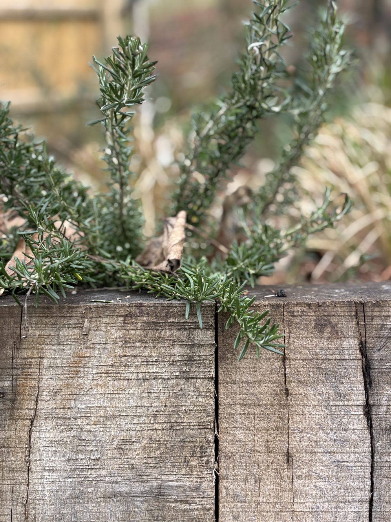 Rosemary spilling over a weathered oak raised bed